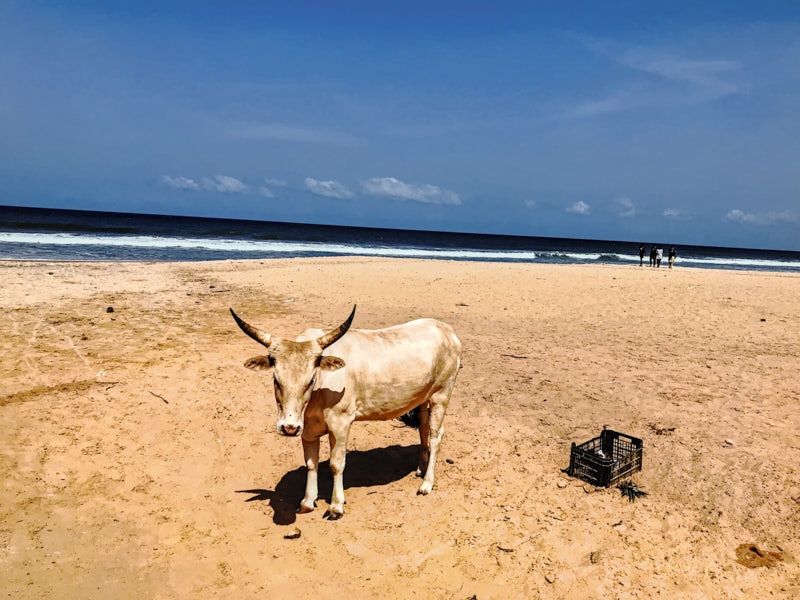 freilaufende Kuh am Bijilo Beach